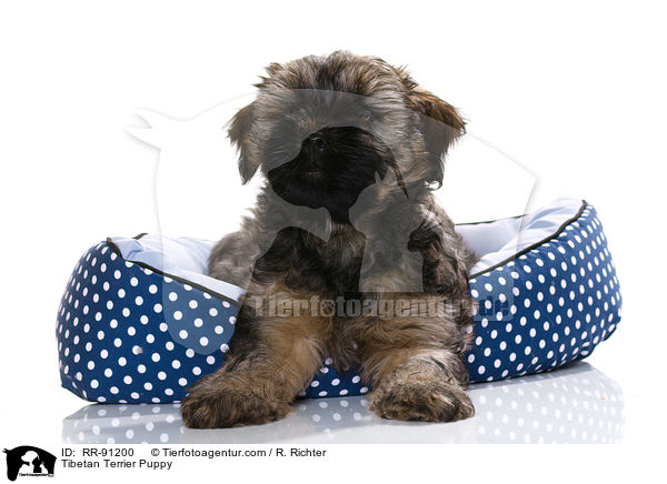 Tibet-Terrier Welpe / Tibetan Terrier Puppy / RR-91200