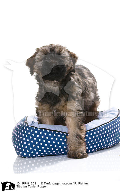 Tibet-Terrier Welpe / Tibetan Terrier Puppy / RR-91201