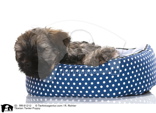 Tibet-Terrier Welpe / Tibetan Terrier Puppy / RR-91212