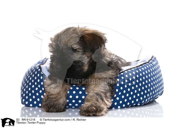 Tibet-Terrier Welpe / Tibetan Terrier Puppy / RR-91216