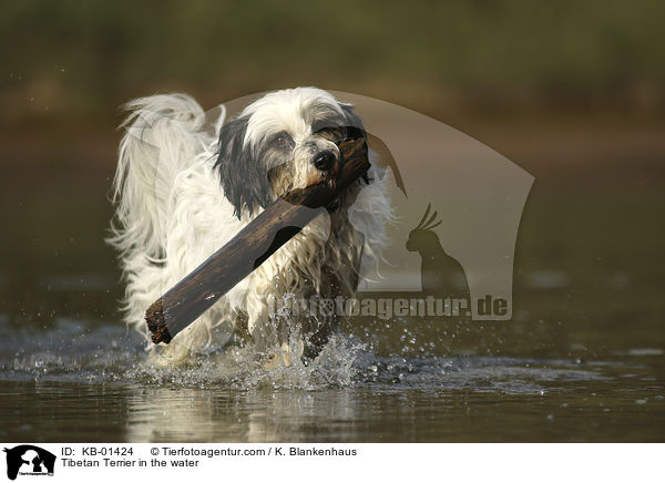 Tibet Terrier im Wasser / Tibetan Terrier in the water / KB-01424