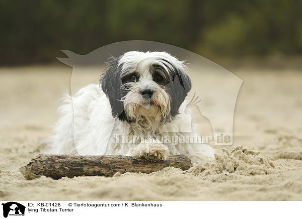 liegender Tibet Terrier / lying Tibetan Terrier / KB-01428