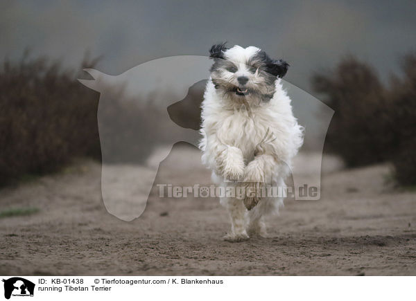 rennender Tibet Terrier / running Tibetan Terrier / KB-01438