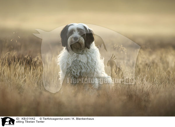 sitzender Tibet Terrier / sitting Tibetan Terrier / KB-01442