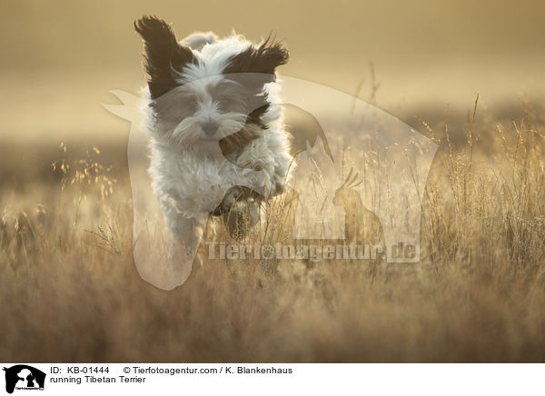 rennender Tibet Terrier / running Tibetan Terrier / KB-01444