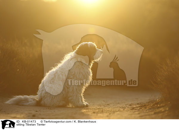 sitzender Tibet Terrier / sitting Tibetan Terrier / KB-01473