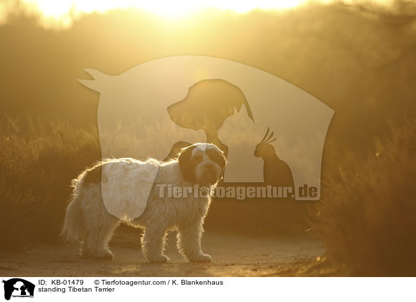 stehender Tibet Terrier / standing Tibetan Terrier / KB-01479