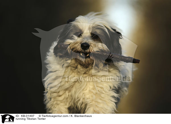 rennender Tibet Terrier / running Tibetan Terrier / KB-01497