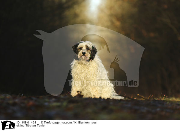 sitzender Tibet Terrier / sitting Tibetan Terrier / KB-01498