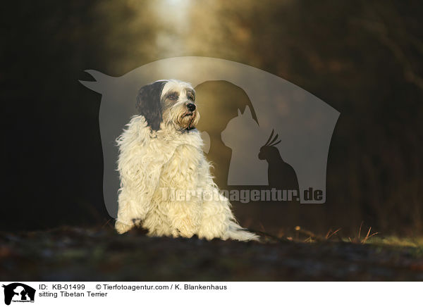 sitzender Tibet Terrier / sitting Tibetan Terrier / KB-01499