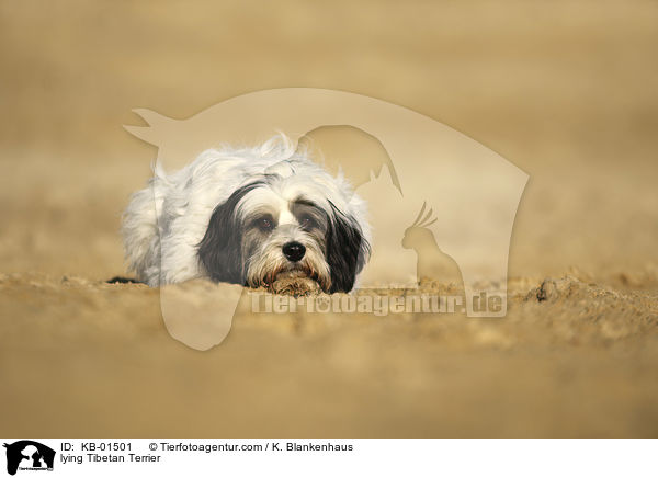 liegender Tibet Terrier / lying Tibetan Terrier / KB-01501