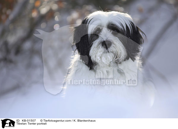 Tibet Terrier Portrait / Tibetan Terrier portrait / KB-01507