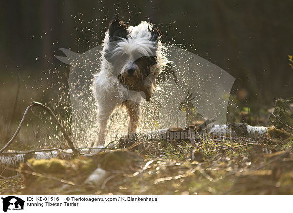 rennender Tibet Terrier / running Tibetan Terrier / KB-01516