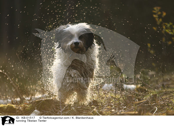 rennender Tibet Terrier / running Tibetan Terrier / KB-01517