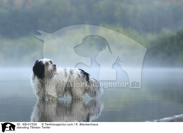 stehender Tibet Terrier / standing Tibetan Terrier / KB-01528