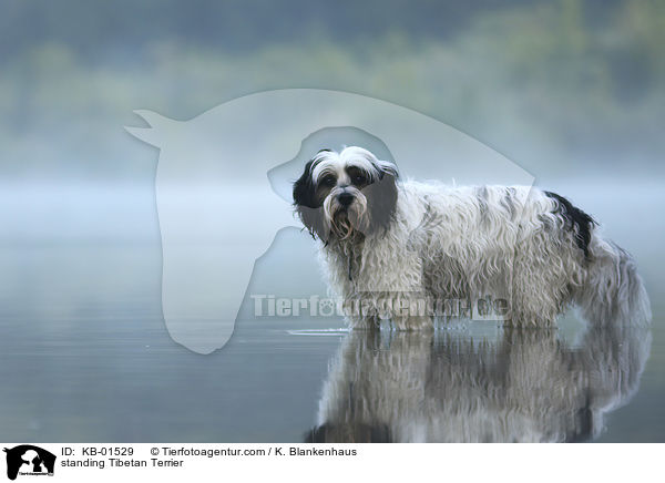 stehender Tibet Terrier / standing Tibetan Terrier / KB-01529