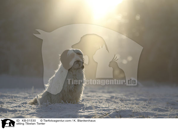 sitzender Tibet Terrier / sitting Tibetan Terrier / KB-01530