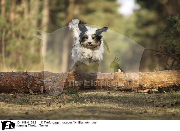 rennender Tibet Terrier / running Tibetan Terrier / KB-01532