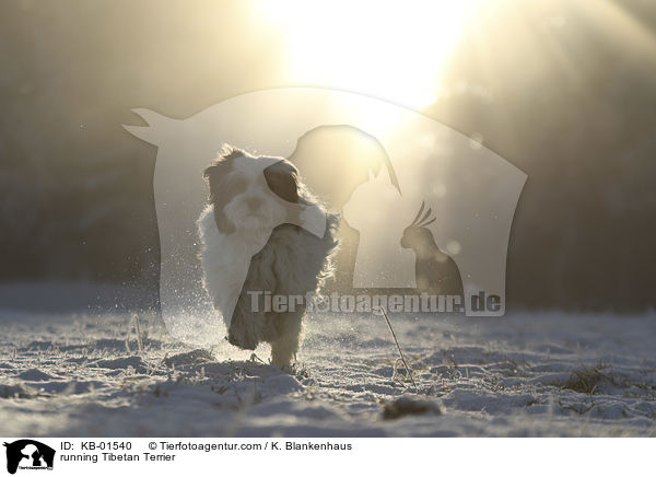 rennender Tibet Terrier / running Tibetan Terrier / KB-01540