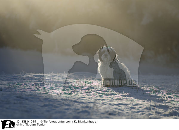 sitzender Tibet Terrier / sitting Tibetan Terrier / KB-01545