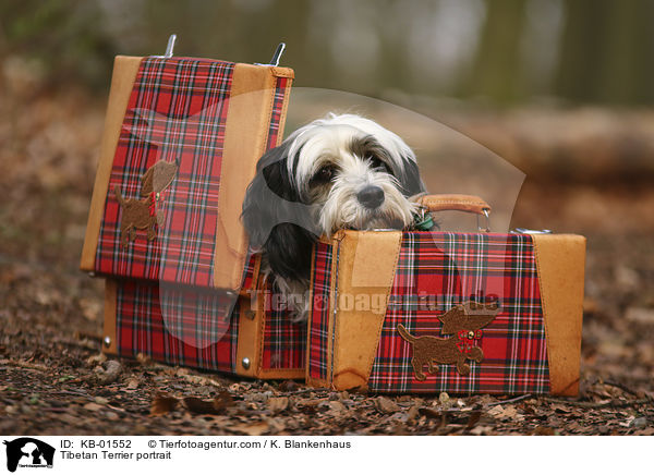 Tibet Terrier Portrait / Tibetan Terrier portrait / KB-01552