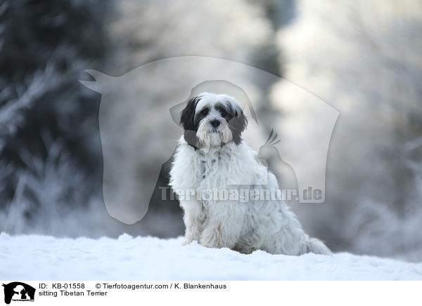 sitzender Tibet Terrier / sitting Tibetan Terrier / KB-01558