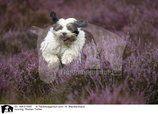 rennender Tibet Terrier / running Tibetan Terrier / KB-01565