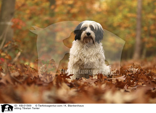 sitzender Tibet Terrier / sitting Tibetan Terrier / KB-01569