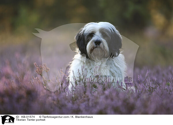 Tibet Terrier Portrait / Tibetan Terrier portrait / KB-01574