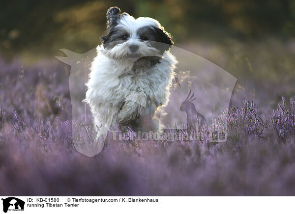 rennender Tibet Terrier / running Tibetan Terrier / KB-01580