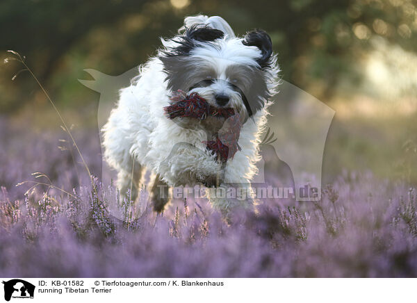 rennender Tibet Terrier / running Tibetan Terrier / KB-01582