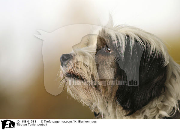 Tibet Terrier Portrait / Tibetan Terrier portrait / KB-01583