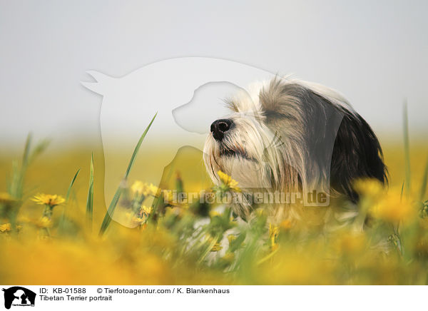 Tibet Terrier Portrait / Tibetan Terrier portrait / KB-01588