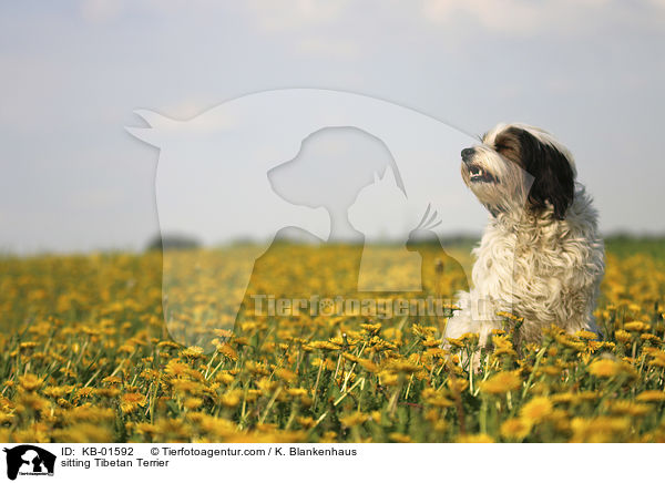 sitzender Tibet Terrier / sitting Tibetan Terrier / KB-01592