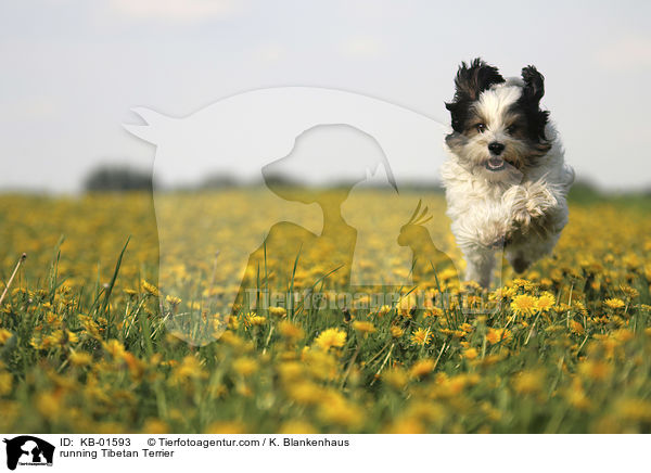 rennender Tibet Terrier / running Tibetan Terrier / KB-01593