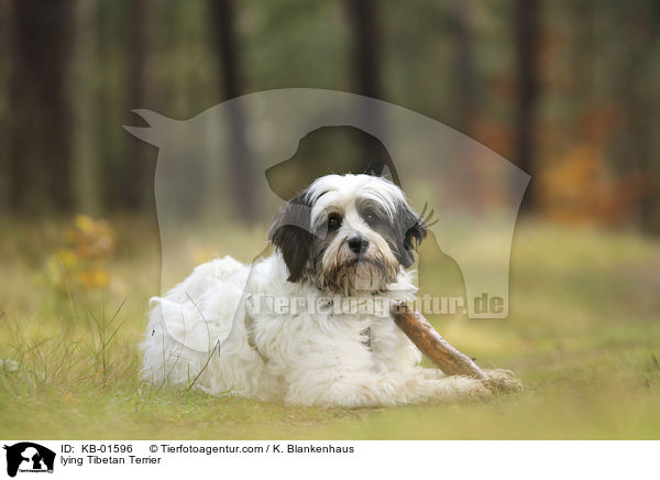 liegender Tibet Terrier / lying Tibetan Terrier / KB-01596