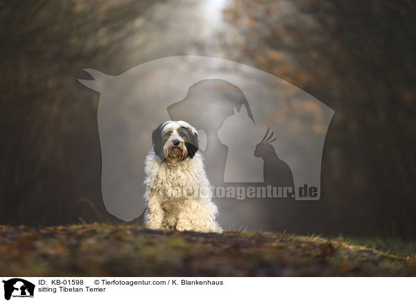 sitzender Tibet Terrier / sitting Tibetan Terrier / KB-01598