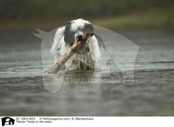 Tibet Terrier im Wasser / Tibetan Terrier in the water / KB-01604