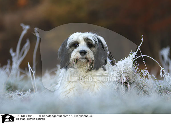 Tibet Terrier Portrait / Tibetan Terrier portrait / KB-01610