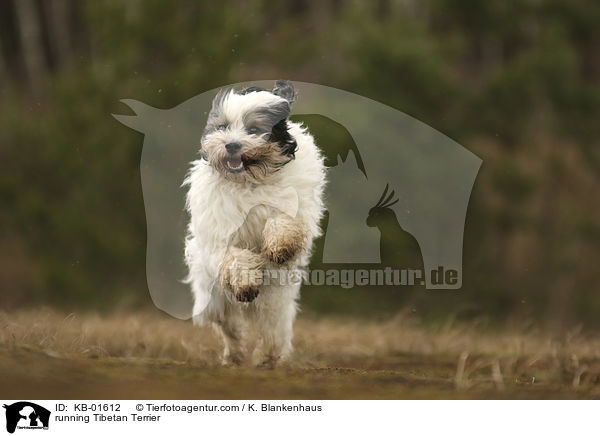 rennender Tibet Terrier / running Tibetan Terrier / KB-01612