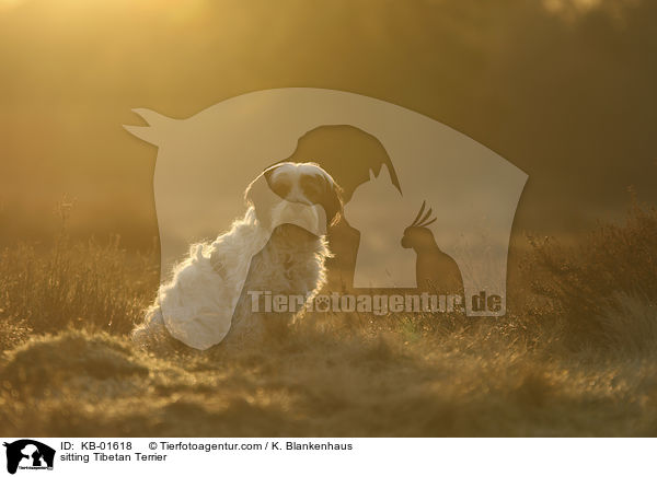 sitzender Tibet Terrier / sitting Tibetan Terrier / KB-01618