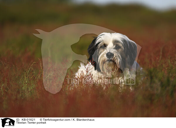 Tibet Terrier Portrait / Tibetan Terrier portrait / KB-01621