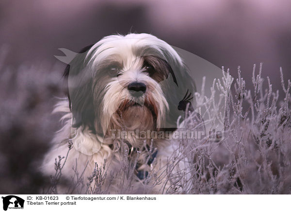 Tibet Terrier Portrait / Tibetan Terrier portrait / KB-01623