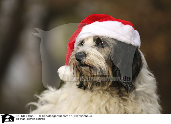 Tibet Terrier Portrait / Tibetan Terrier portrait / KB-01629