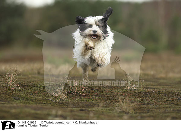 rennender Tibet Terrier / running Tibetan Terrier / KB-01632