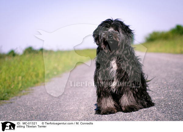 sitzender Tibet Terrier / sitting Tibetan Terrier / MC-01321