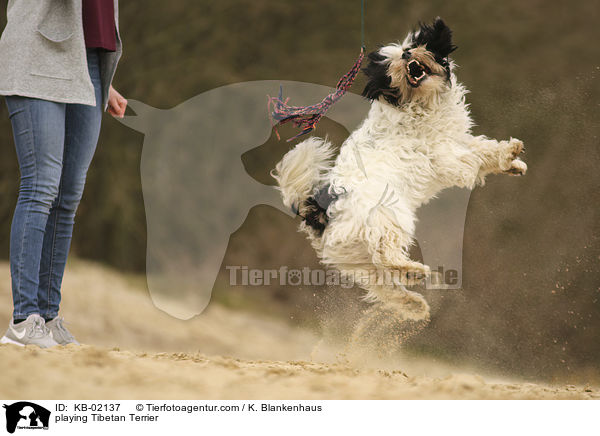 spielender Tibet Terrier / playing Tibetan Terrier / KB-02137