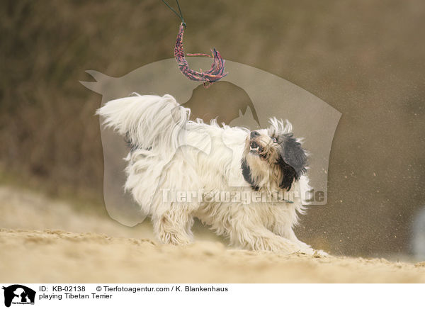 spielender Tibet Terrier / playing Tibetan Terrier / KB-02138