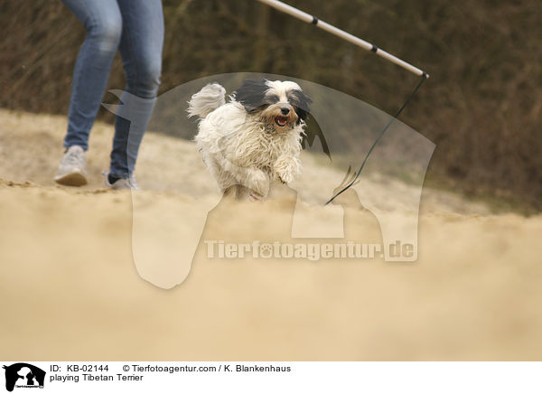 spielender Tibet Terrier / playing Tibetan Terrier / KB-02144