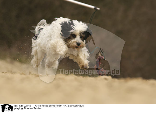 spielender Tibet Terrier / playing Tibetan Terrier / KB-02146